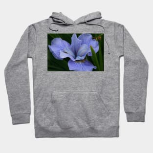 Iris Hoodie